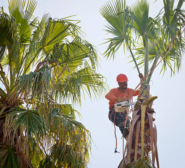 Best Affordable Tree Cutting  in Grover Beach, CA